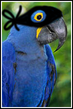 "Just who is that masked macaw?"